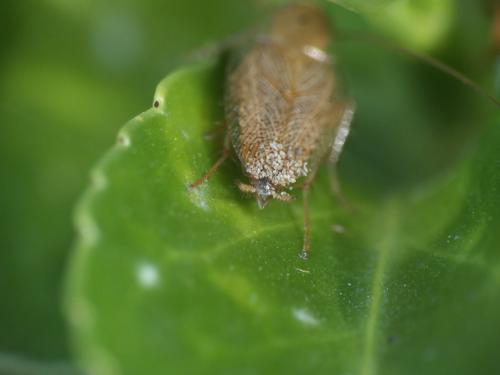 Ectobius sp.